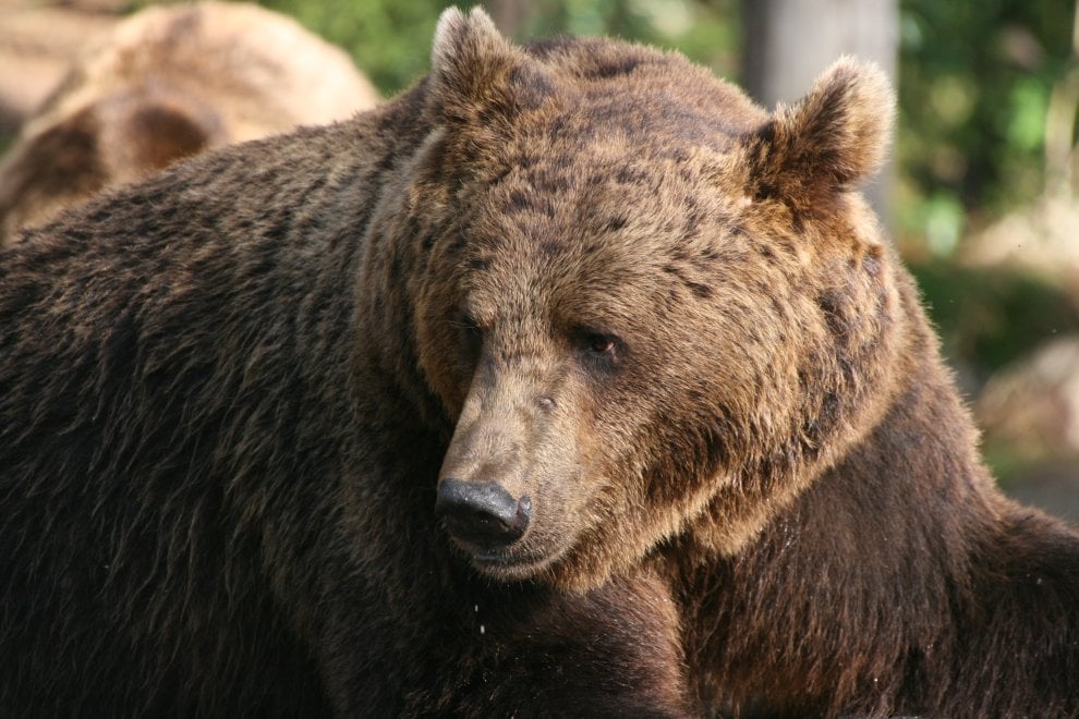 La mappa dell'estinzione del Wwf: 16 specie a rischio entro la fine del 2018