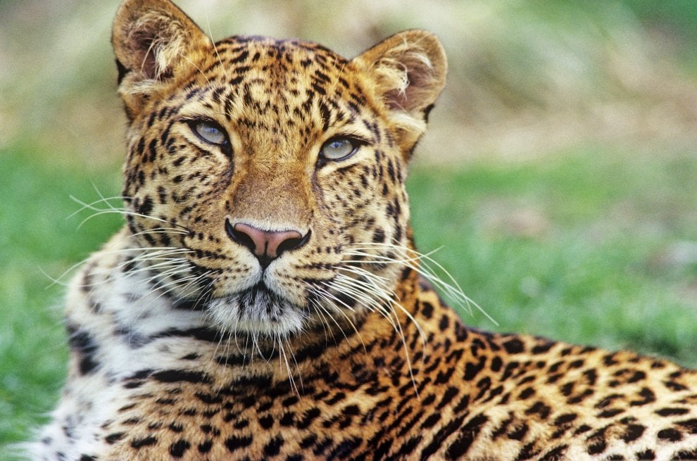 La mappa dell'estinzione del Wwf: 16 specie a rischio entro la fine del 2018
