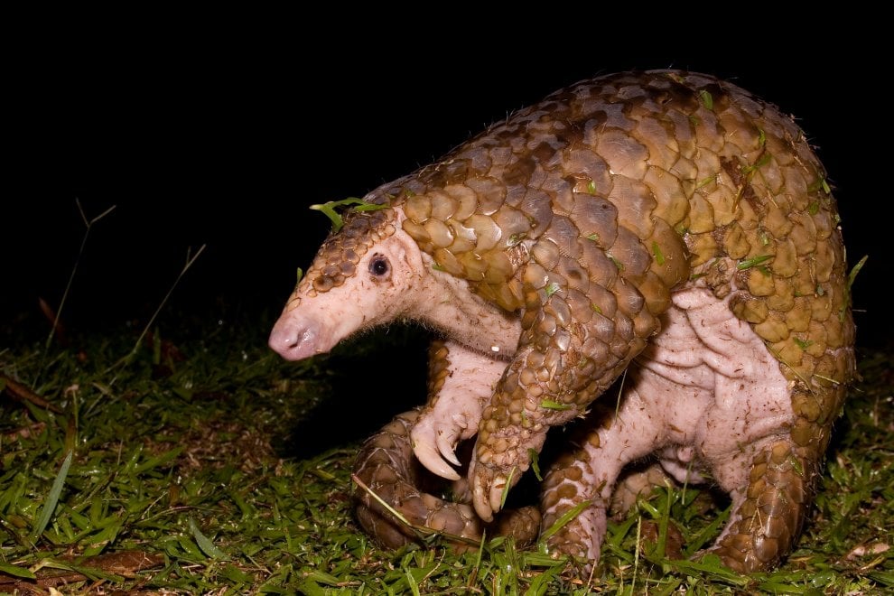 La mappa dell'estinzione del Wwf: 16 specie a rischio entro la fine del 2018