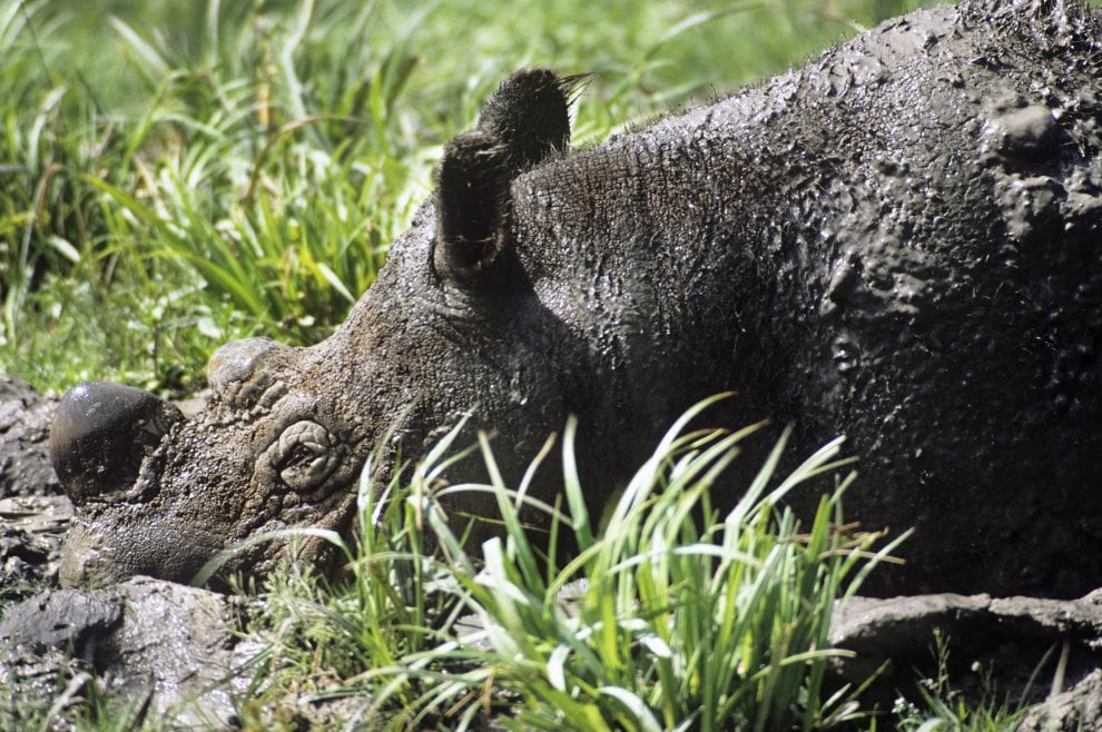 La mappa dell'estinzione del Wwf: 16 specie a rischio entro la fine del 2018