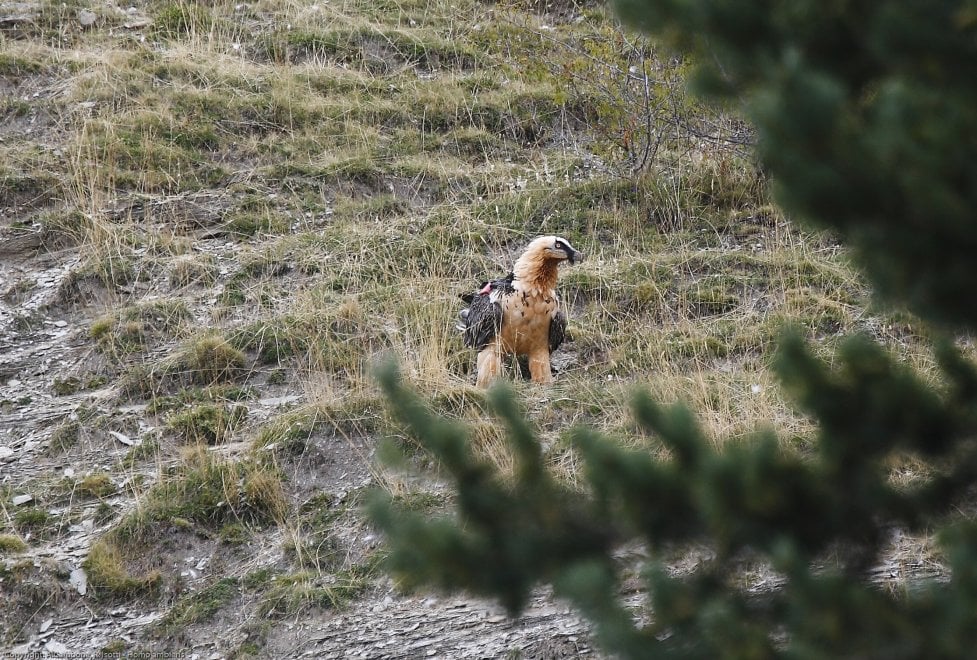 La mappa dell'estinzione del Wwf: 16 specie a rischio entro la fine del 2018