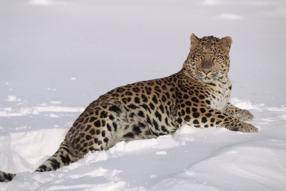 La mappa dell'estinzione del Wwf: 16 specie a rischio entro la fine del 2018