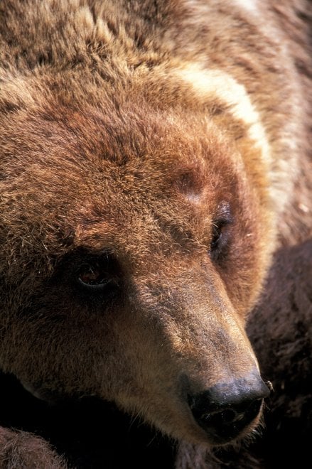 La mappa dell'estinzione del Wwf: 16 specie a rischio entro la fine del 2018