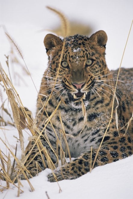 La mappa dell'estinzione del Wwf: 16 specie a rischio entro la fine del 2018