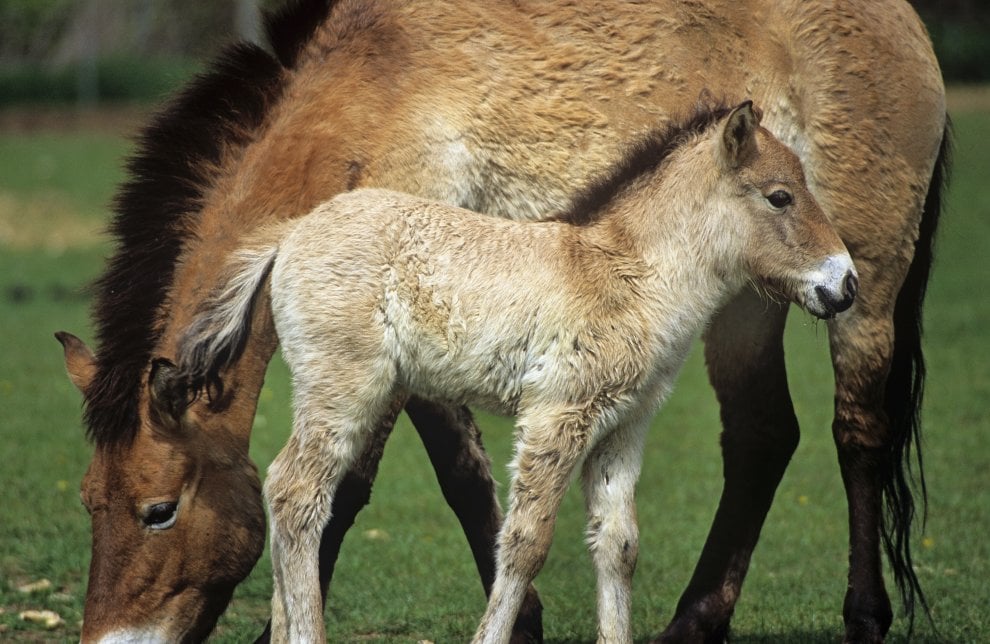 La mappa dell'estinzione del Wwf: 16 specie a rischio entro la fine del 2018