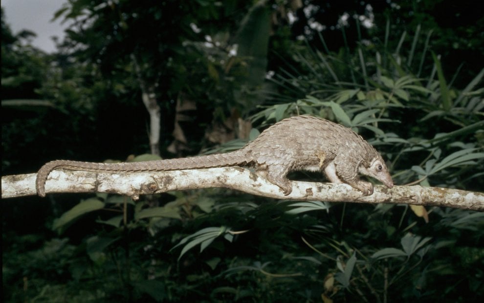 La mappa dell'estinzione del Wwf: 16 specie a rischio entro la fine del 2018