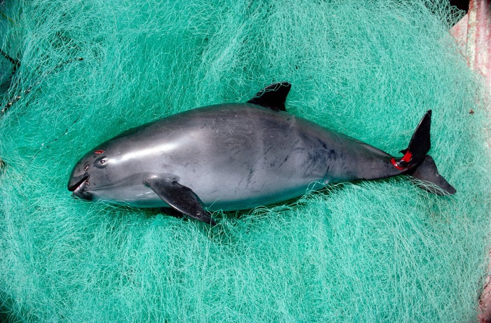 La mappa dell'estinzione del Wwf: 16 specie a rischio entro la fine del 2018