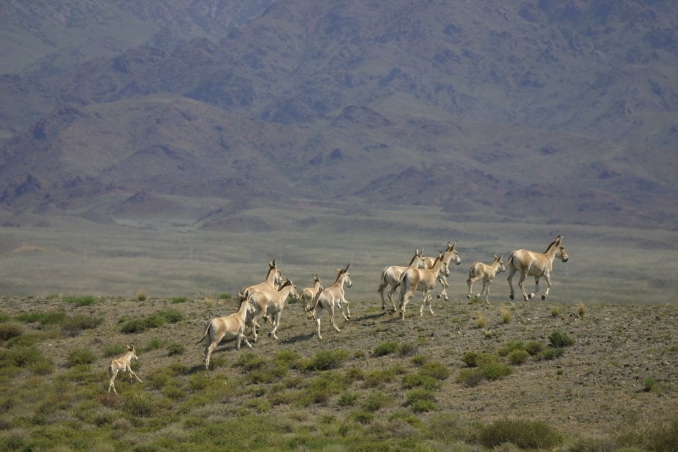 La mappa dell'estinzione del Wwf: 16 specie a rischio entro la fine del 2018