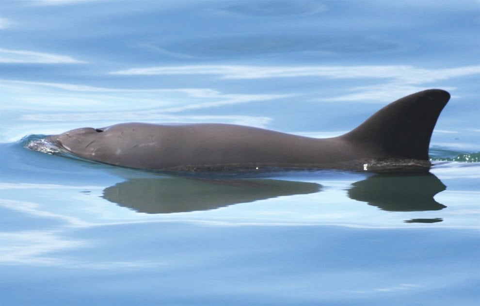 La mappa dell'estinzione del Wwf: 16 specie a rischio entro la fine del 2018