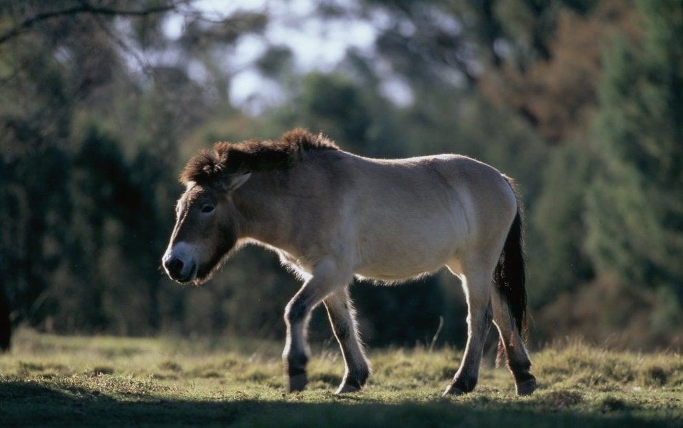 La mappa dell'estinzione del Wwf: 16 specie a rischio entro la fine del 2018
