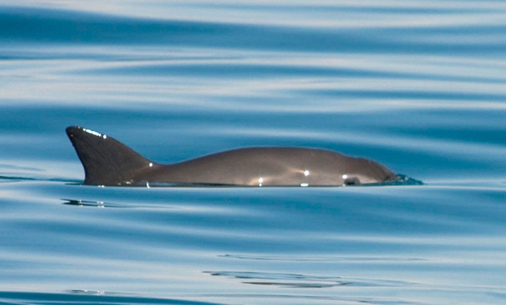 La mappa dell'estinzione del Wwf: 16 specie a rischio entro la fine del 2018