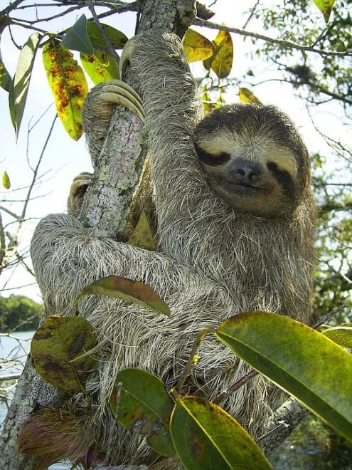 La mappa dell'estinzione del Wwf: 16 specie a rischio entro la fine del 2018