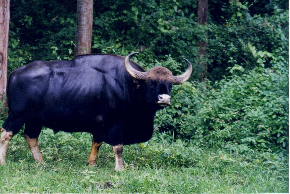 La mappa dell'estinzione del Wwf: 16 specie a rischio entro la fine del 2018