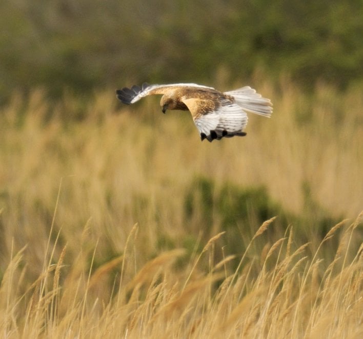 La mappa dell'estinzione del Wwf: 16 specie a rischio entro la fine del 2018