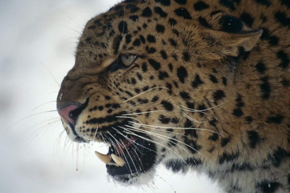La mappa dell'estinzione del Wwf: 16 specie a rischio entro la fine del 2018