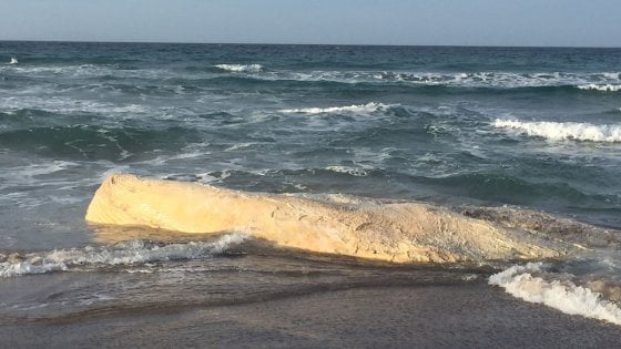 &nbsp;La carcassa della balena spiaggiata sul litorale di Platamona