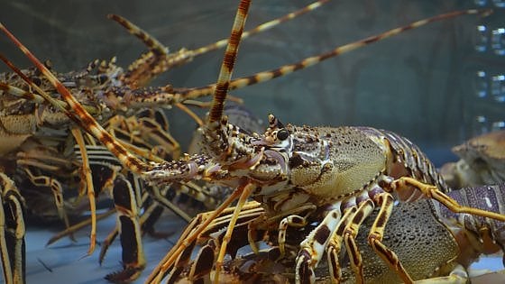 Aragoste in un acquario