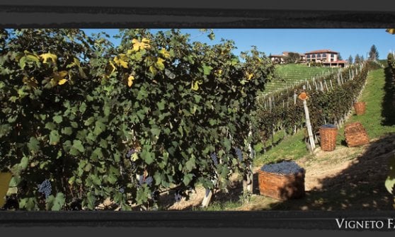 &nbsp;Il vigneto Falletto