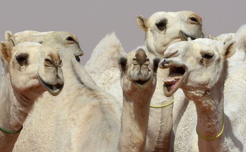 Cammelli con il botox, squalificati al festival saudita