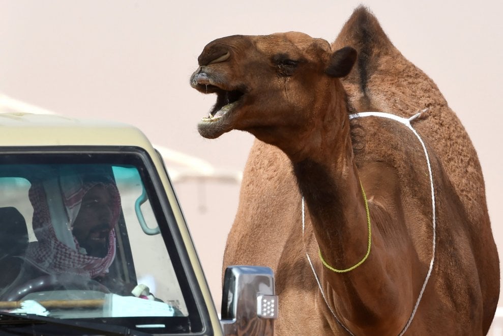 Cammelli con il botox, squalificati al festival saudita