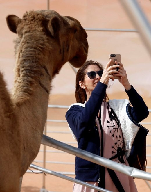 Cammelli con il botox, squalificati al festival saudita