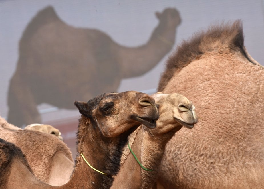 Cammelli con il botox, squalificati al festival saudita