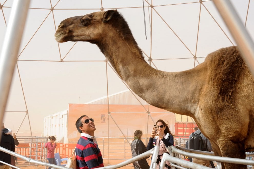 Cammelli con il botox, squalificati al festival saudita