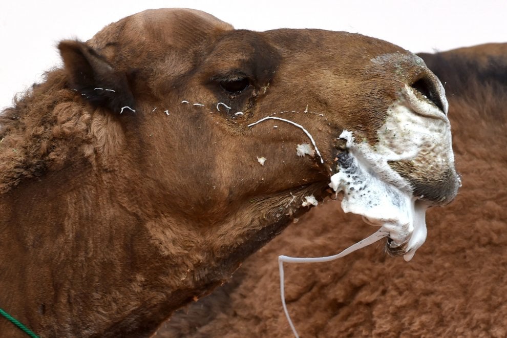 Cammelli con il botox, squalificati al festival saudita