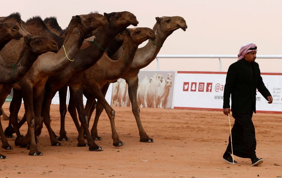 Cammelli con il botox, squalificati al festival saudita