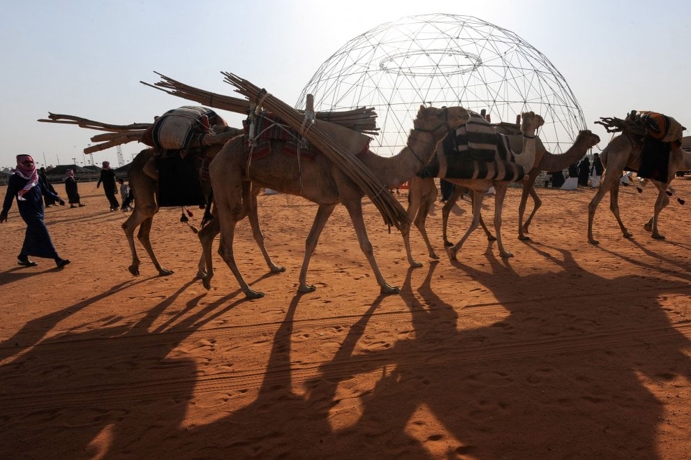 Cammelli con il botox, squalificati al festival saudita