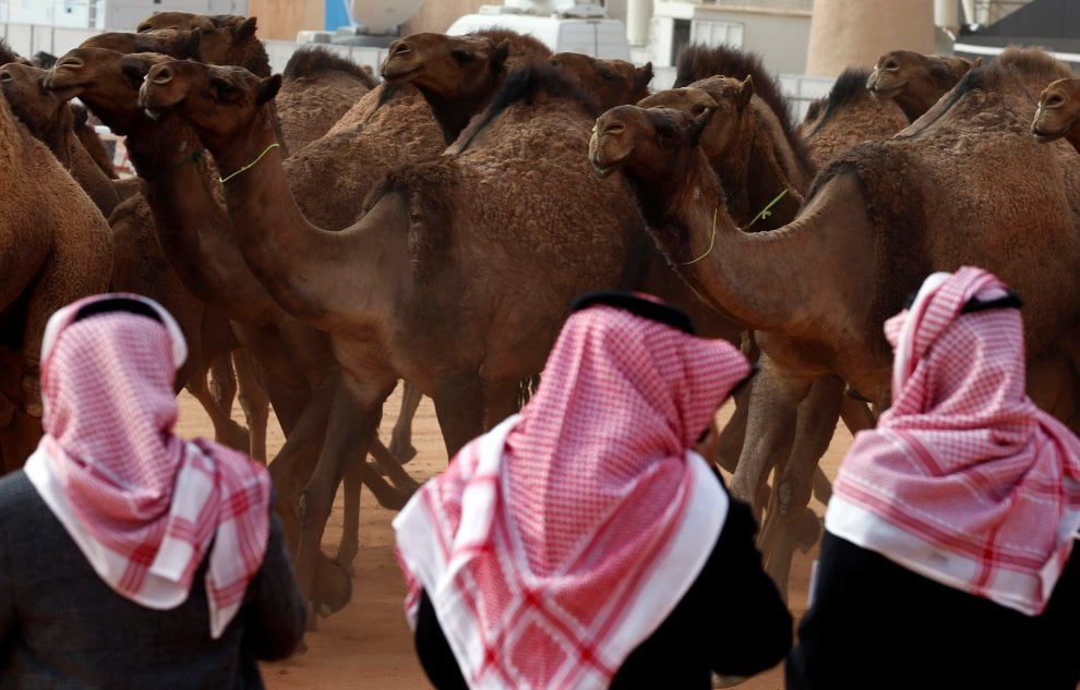 Cammelli con il botox, squalificati al festival saudita