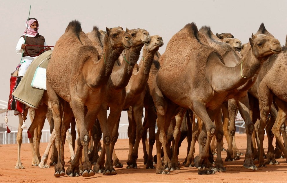 Cammelli con il botox, squalificati al festival saudita