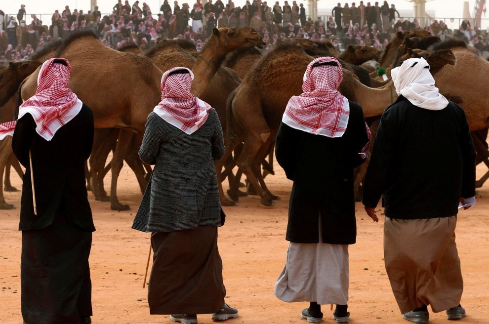 Cammelli con il botox, squalificati al festival saudita