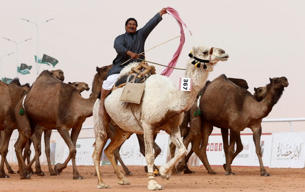 Cammelli con il botox, squalificati al festival saudita