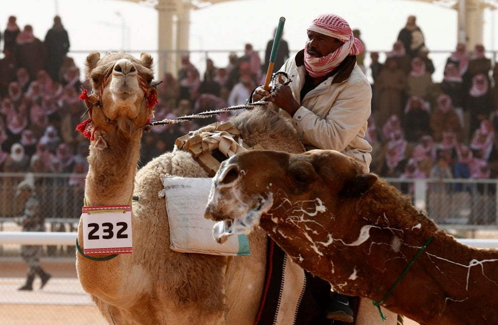 Cammelli con il botox, squalificati al festival saudita