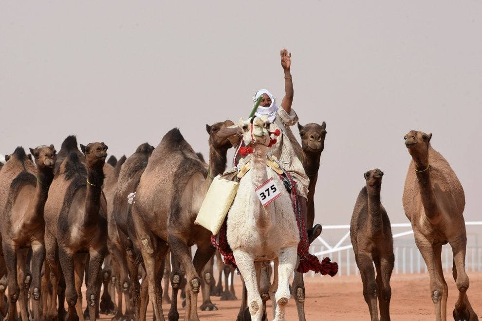 Cammelli con il botox, squalificati al festival saudita