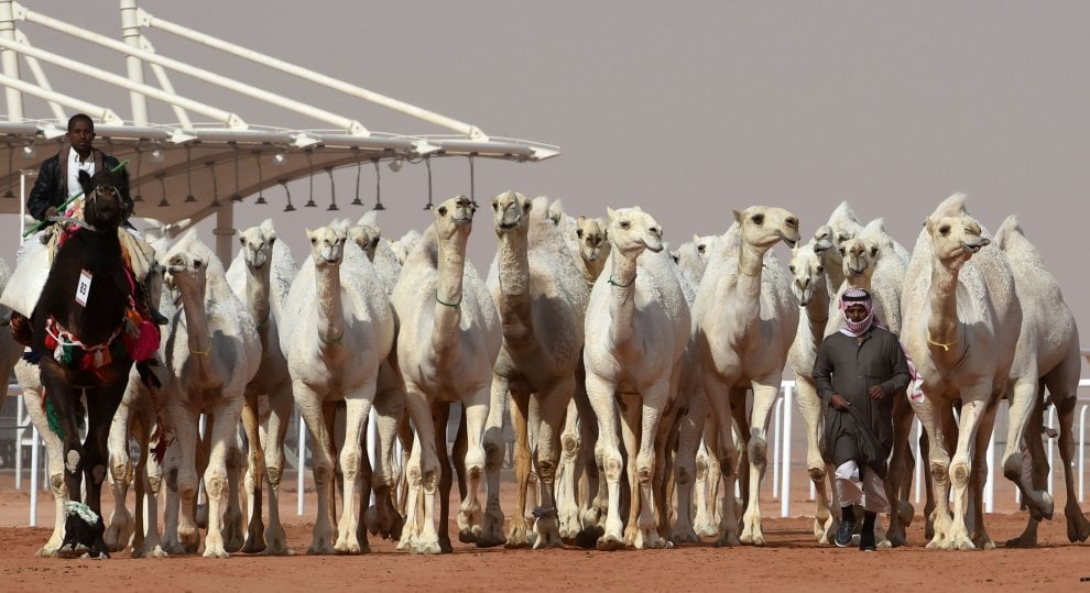 Cammelli con il botox, squalificati al festival saudita