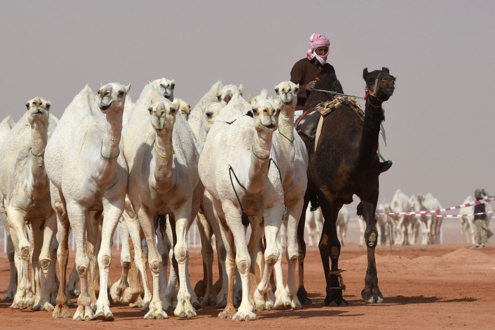Cammelli con il botox, squalificati al festival saudita