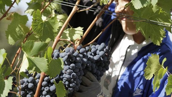 Un Brunello tra ragione e sentimento alla Cantina Pietroso