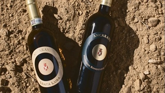 La Cantina Ancarani e quel vino fiero figlio della memoria contadina 