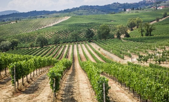 &nbsp;Filari di vite nel territorio di Montepulciano