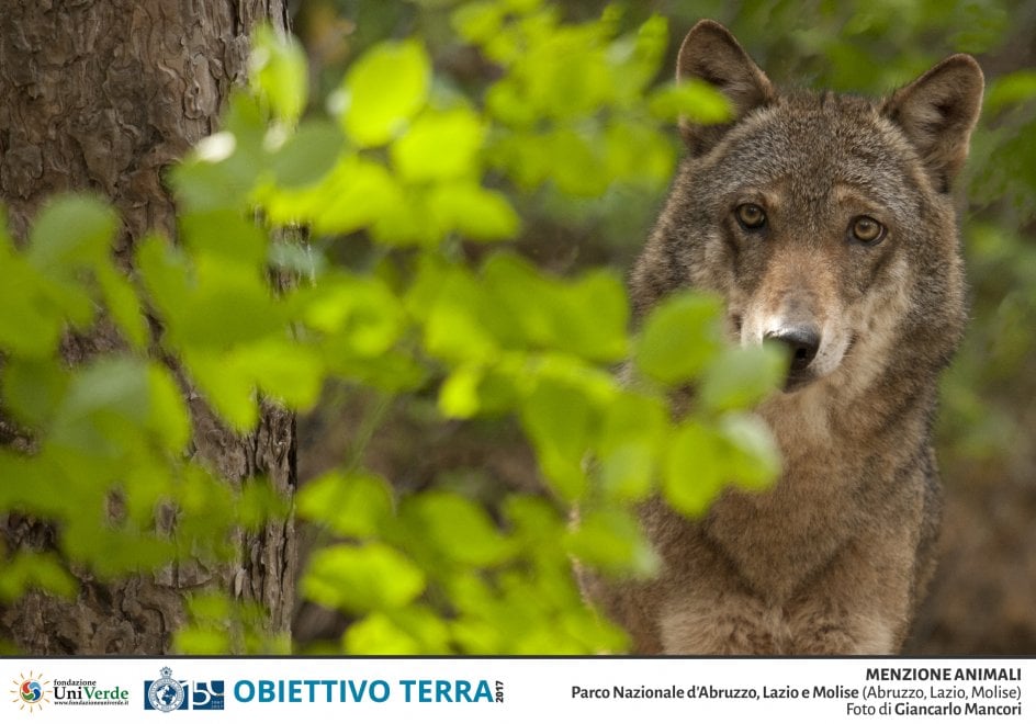 Obiettivo Terra e i tesori della natura: il concorso fotografico