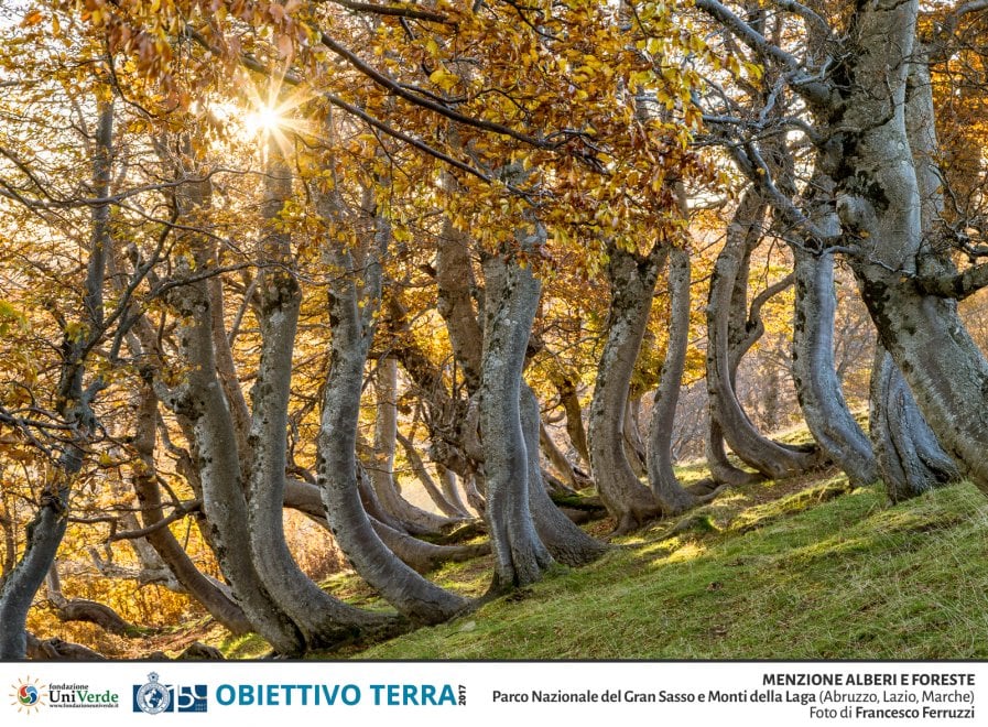 Obiettivo Terra e i tesori della natura: il concorso fotografico