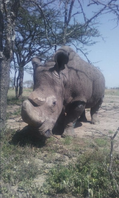 Addio a Sudan, l'ultimo rinoceronte bianco