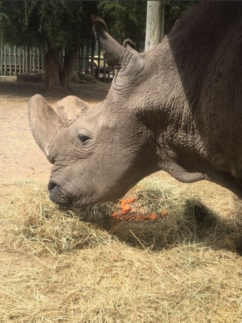 Addio a Sudan, l'ultimo rinoceronte bianco