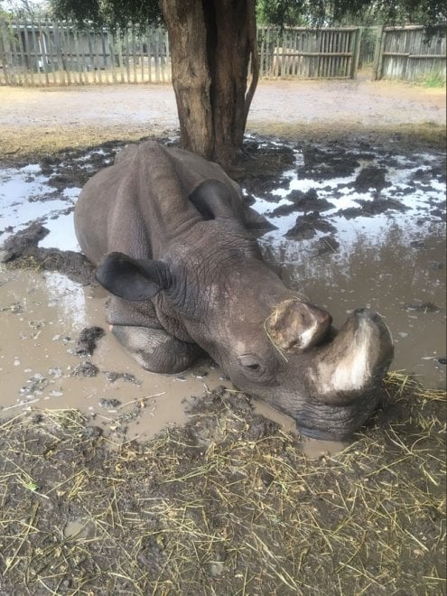 Addio a Sudan, l'ultimo rinoceronte bianco