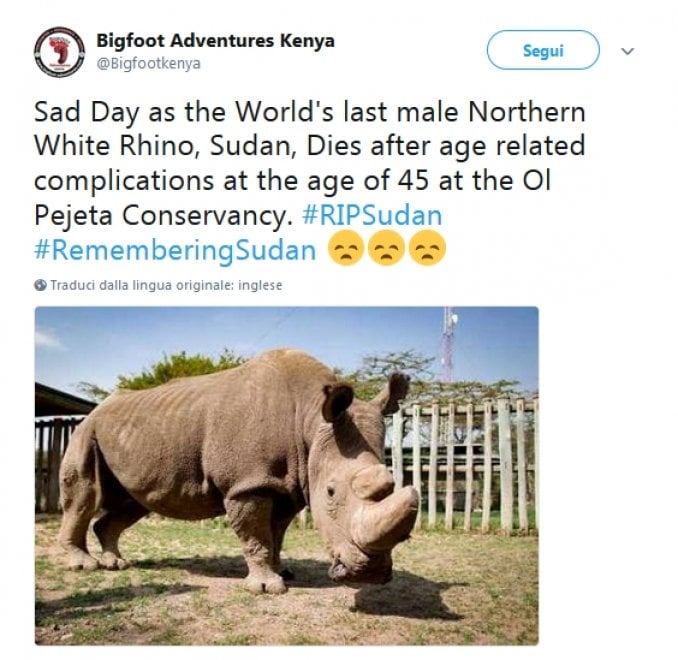 Addio a Sudan, l'ultimo rinoceronte bianco