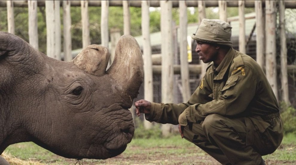 Addio a Sudan, l'ultimo rinoceronte bianco