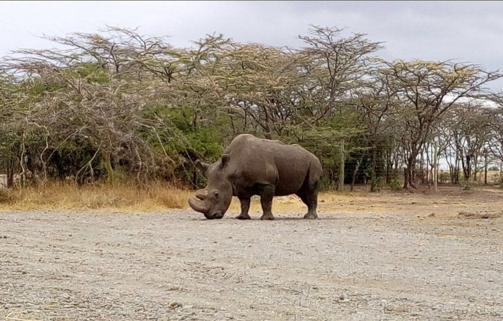 Addio a Sudan, l'ultimo rinoceronte bianco