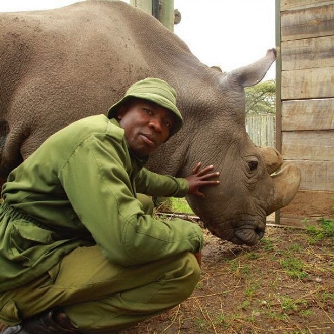 Addio a Sudan, l'ultimo rinoceronte bianco